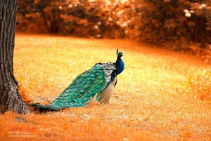 利物浦惊险胜出，晋级欧冠强