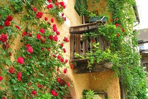 活塞客场稳胜骑士，保持连胜